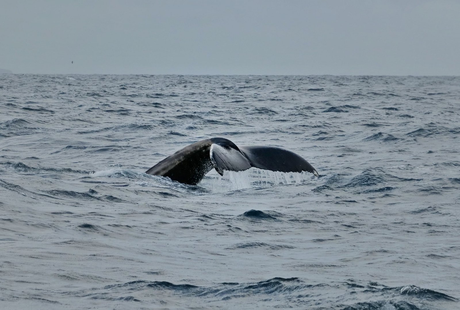 Islande / Observer les baleines à Húsavík : quelle compagnie choisir